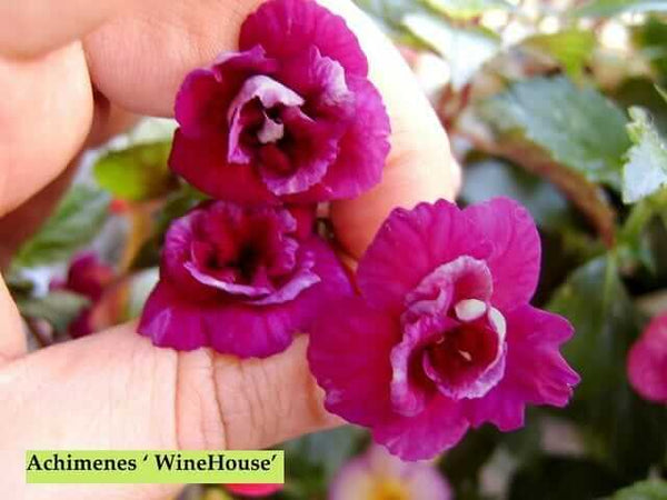 Achimenes Double Imported Flower Bulbs (Wine House)