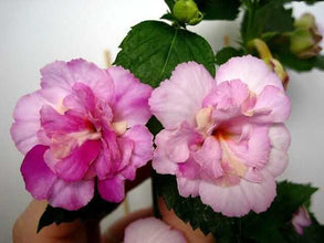 Achimenes Double Imported Flower Bulbs (Abendort)