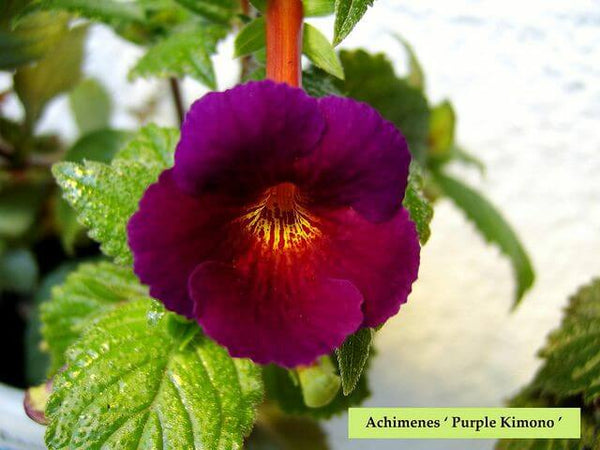 Achimenes Double Imported Flower Bulbs (Purple kimono)