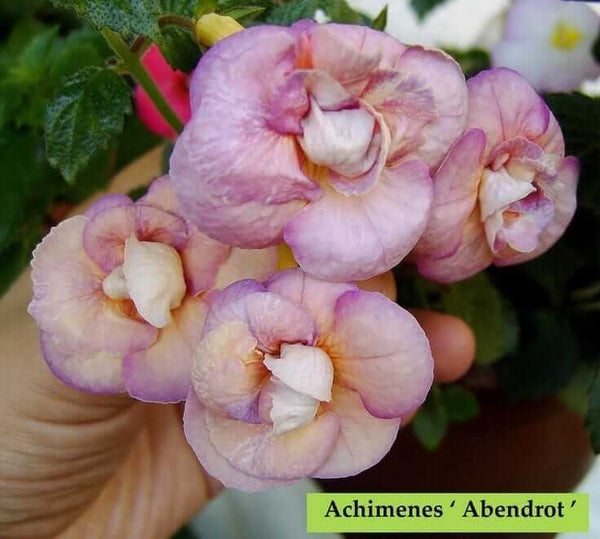 Achimenes Double Imported Flower Bulbs (Abendort)