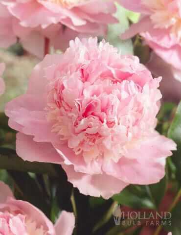 Peony Imported Flower Bulbs light Pink 1