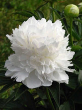 Peony Imported Flower Bulbs White 1