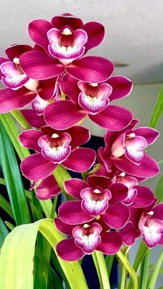 Orchid Flower Plants Pack Of 1 Plants