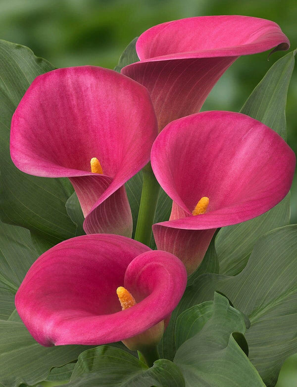 Calla Lily Imported Dark Pink Pack of 2 Bulbs