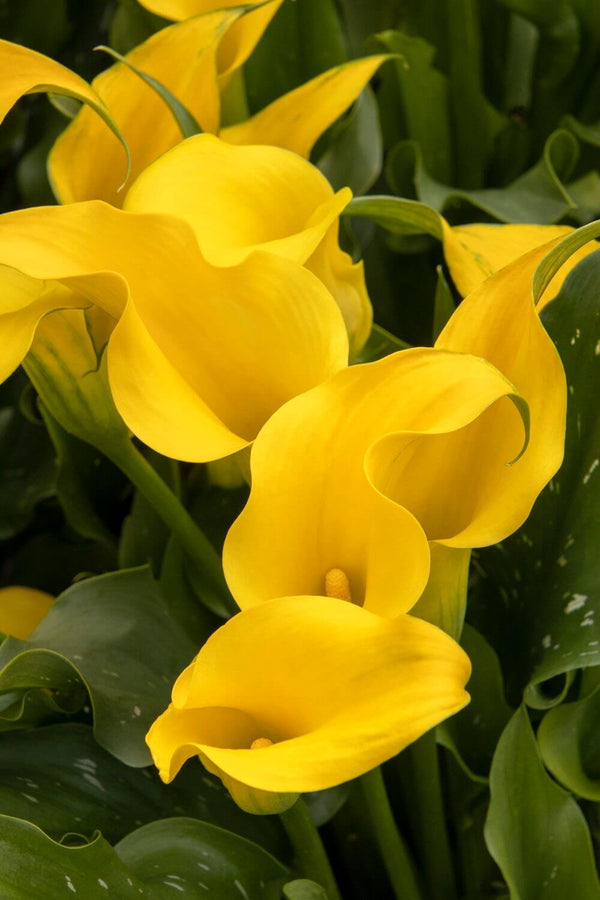 Calla Lily Imported Yellow Pack of 2 Bulbs