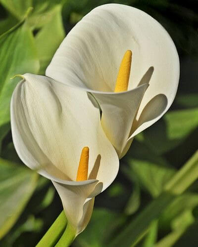 Calla Lily Imported white Pack of 2 Bulbs