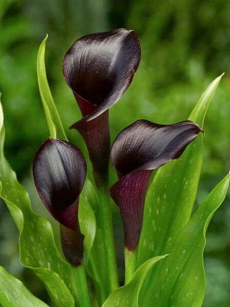 Calla Lily Imported Black Pack of 2 Bulbs