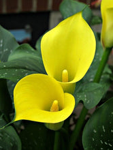 Calla Lily Imported Yellow Pack of 2 Bulbs