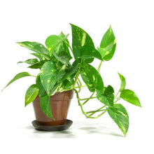 Money Plant Green Pothos