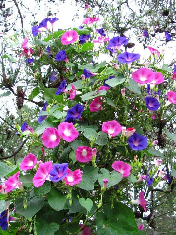 Morning Glory Flower Seeds, Imported Seeds 50-100