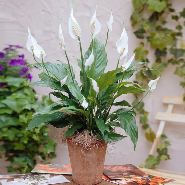 Peace Lily Air Purifying Indoor Plants