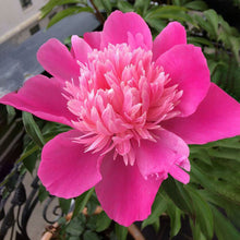 Imported Peony Flower Bulb (Pack of 1, Big Size Bulb)