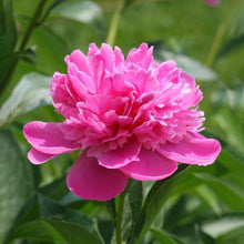 Imported Peony Flower Bulb (Pack of 1, Big Size Bulb)