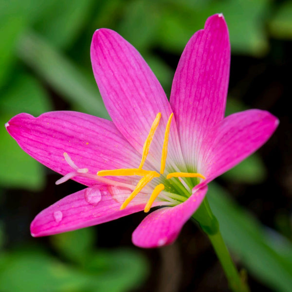 Rain lily Pink Flower Bulbs Pack of 5 Bulbs