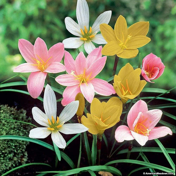 Rain lily Mixed Flower Bulbs Pack of 5 Bulbs