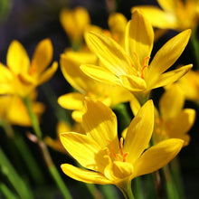 Rain lily Yellow Flower Bulbs Pack of 5 Bulbs