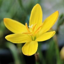 Rain lily Yellow Flower Bulbs Pack of 5 Bulbs