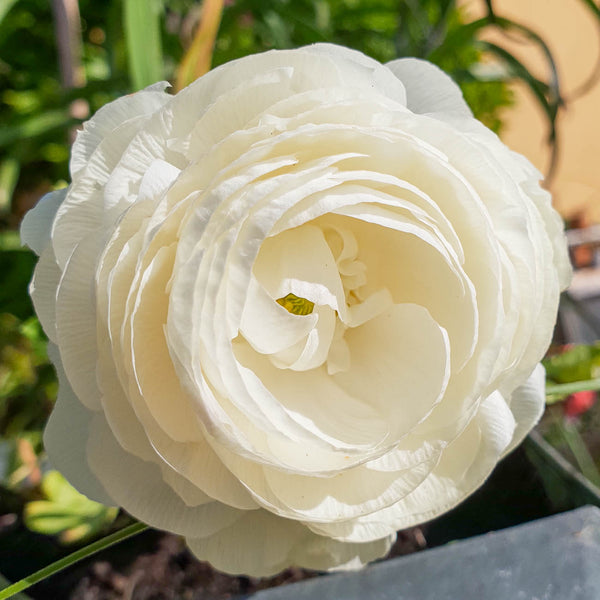 Ranunculus Imported Flower Bulbs White (Pack of 5)