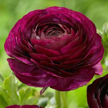 Ranunculus Imported Flower Bulbs Purple