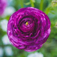 Ranunculus Imported Flower Bulbs Purple