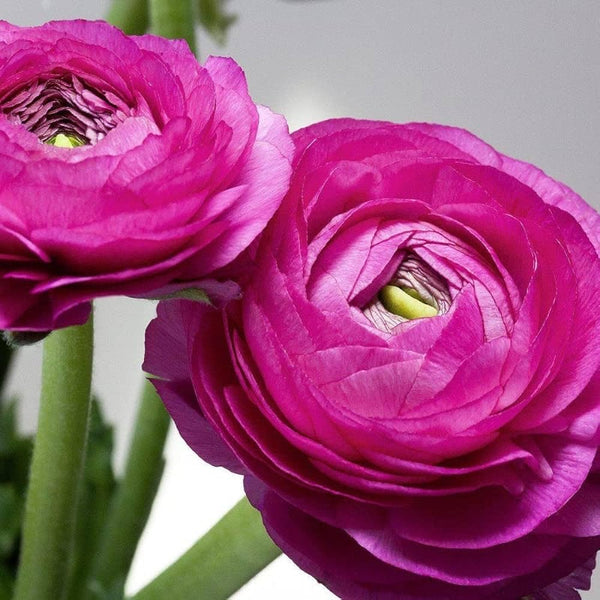 Ranunculus Imported Flower Bulbs Purple