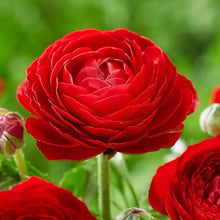 Ranunculus Imported Flower Bulbs Red