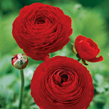 Ranunculus Imported Flower Bulbs Red