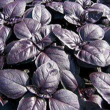 Sweet Basil Herb Seeds, Imported Seeds 40-50