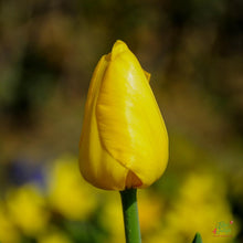 Tulip Imported Flower Bulbs Yellow Pack of 3