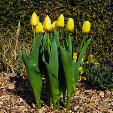 Tulip Imported Flower Bulbs Yellow Pack of 3