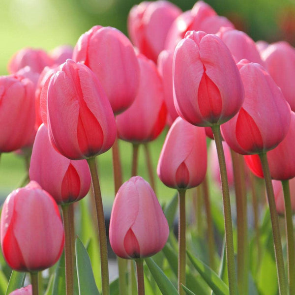 Tulip Imported Flower Bulbs Pink (Pack of 5)