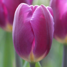 Tulip Imported Flower Bulbs Purple (Pack of 5)