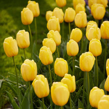 Tulip Imported Flower Bulbs Yellow Pack of 3