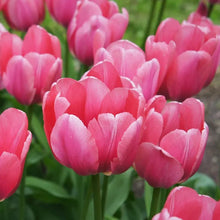 Tulip Imported Flower Bulbs Pink (Pack of 5)