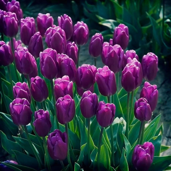 Tulip Imported Flower Bulbs Purple (Pack of 5)