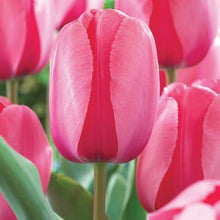 Tulip Imported Flower Bulbs Pink (Pack of 5)