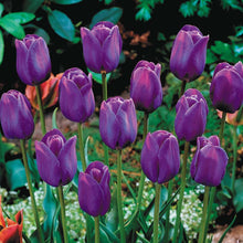 Tulip Imported Flower Bulbs Purple (Pack of 5)