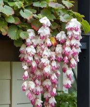 Weeping Begonia Flower Bulbs red and white