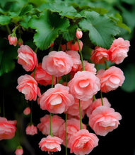 Weeping Begonia Flower Bulbs Pink