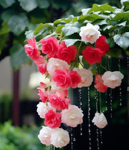 Weeping Begonia Flower Bulbs red and white