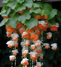 Weeping Begonia Flower Bulbs white