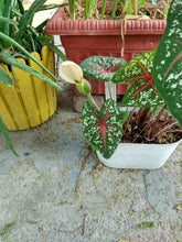 Caladium Indian Flower Bulbs Multicolour