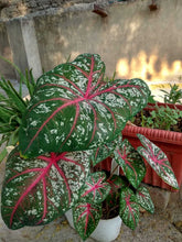 Caladium Indian Flower Bulbs Multicolour