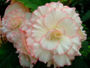 Begonia Double Imported Flower Bulbs (Orange/White)