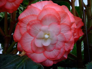 Begonia Double Imported Flower Bulbs (Pink /White)