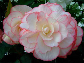 Begonia Double Imported Flower Bulbs (Pink /White)