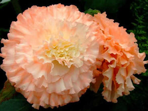 Begonia Double Imported Flower Bulbs (light Orange)