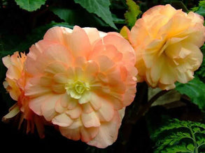 Begonia Double Imported Flower Bulbs (light Orange)