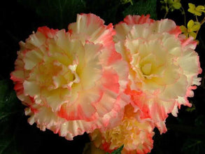 Begonia Double Imported Flower Bulbs (Orange/White)