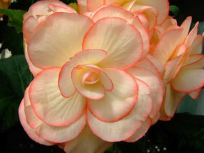 Begonia Double Imported Flower Bulbs (Orange/White)